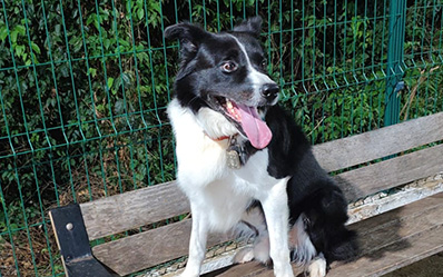 Reginaldo e Bolt